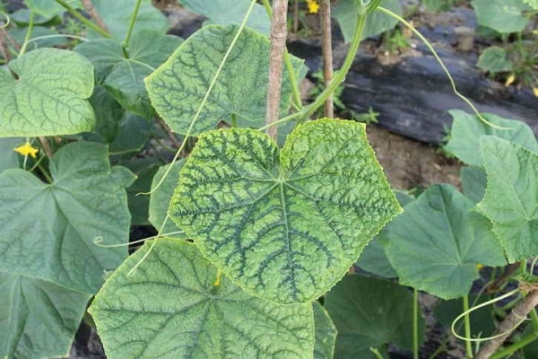 Infektion mit Krankheiten