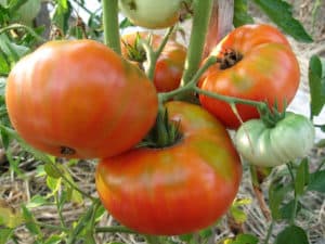 Description de la variété de tomate Votre Honneur, caractéristiques de culture et d'entretien
