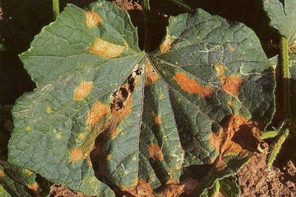 Anthracnose de concombre