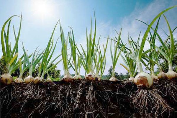 oignons dans le jardin