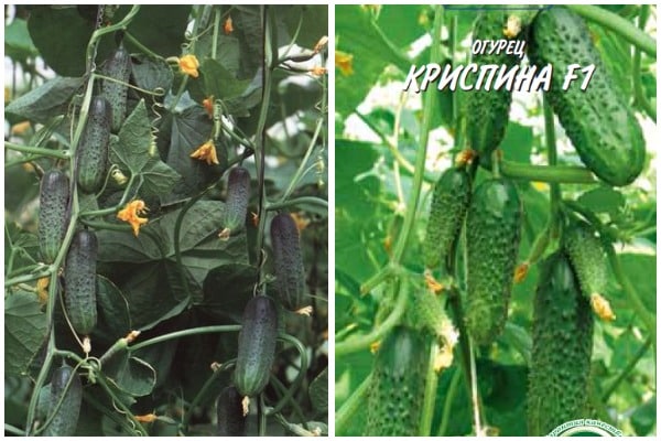 Apparence de concombre de Crispin
