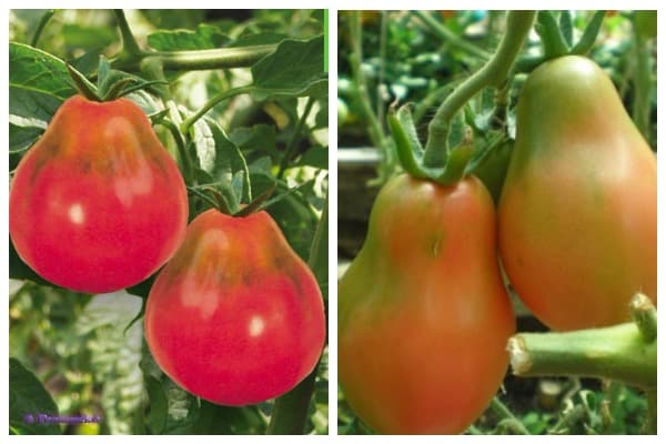 graines de tomates Crimean rose