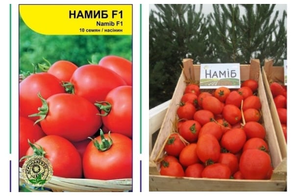 graines de tomate namib