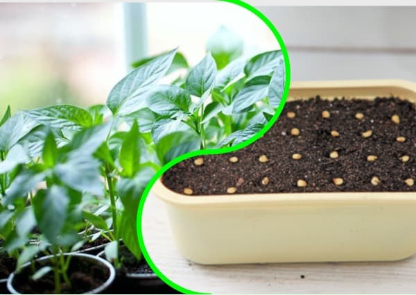 plants de poivre dans un pot