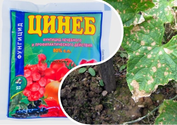 feuilles de zineb et de concombre brun