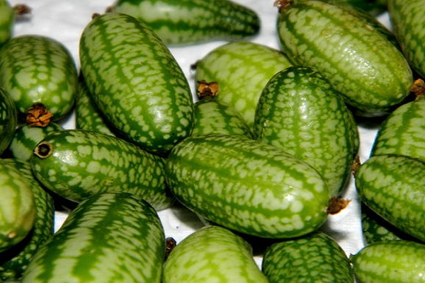 Afrikanische Melotria