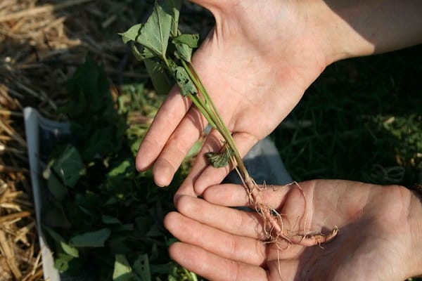 culture amoureuse de la chaleur