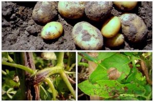 Causes des maladies de la pomme de terre, leur description et traitement, mesures de contrôle