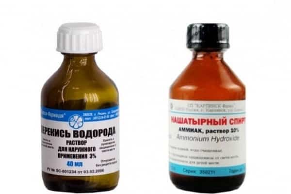 insectes non invités