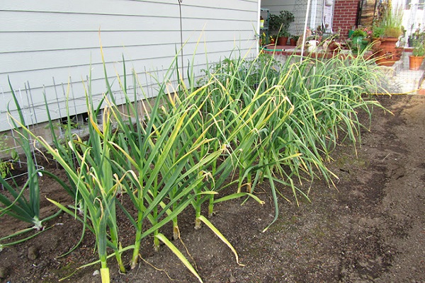 posséder nitrophoska