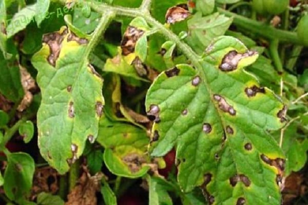 Alternaria und Rhizoctonia