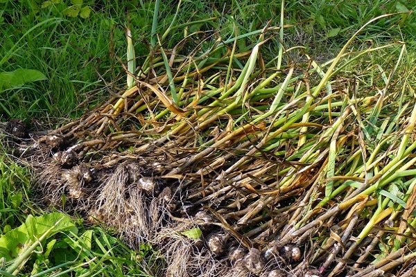 qualité des récoltes