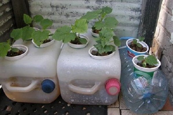 hydroponics at home