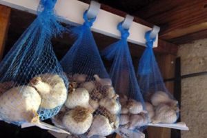 Comment bien conserver l'ail à la maison après avoir déterré?