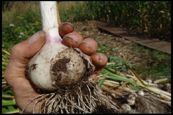 préparation de l'ail