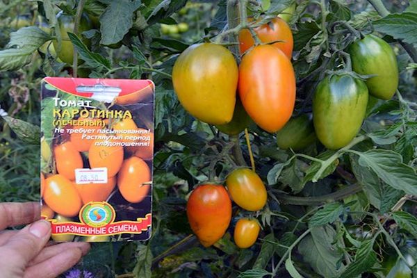 Description de la variété de tomate Karotinka, sa culture et ses soins