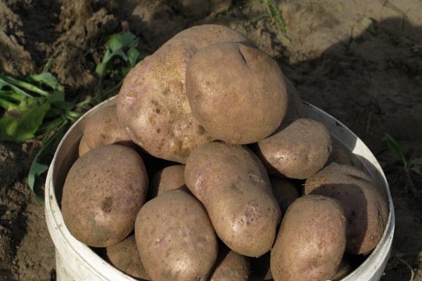 normalerweise gepflanzt