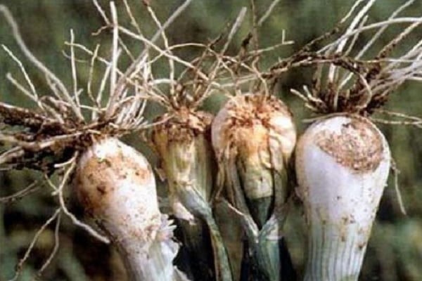 croissance infructueuse