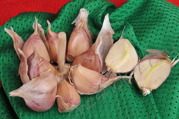 Zwischensaison Sorten