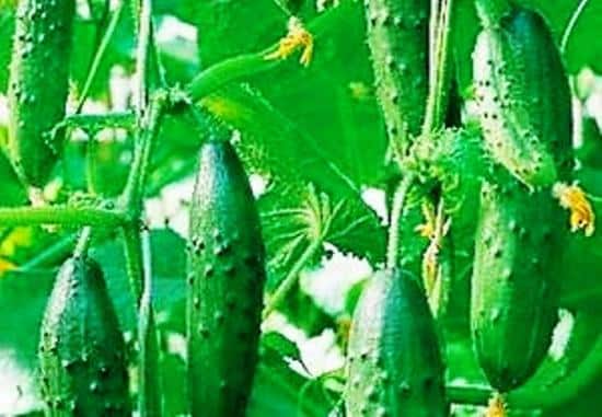 Gurkenbüsche mahlen