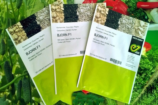 Beschreibung der Gurkensorte Björn F1, deren Pflege und Ertrag