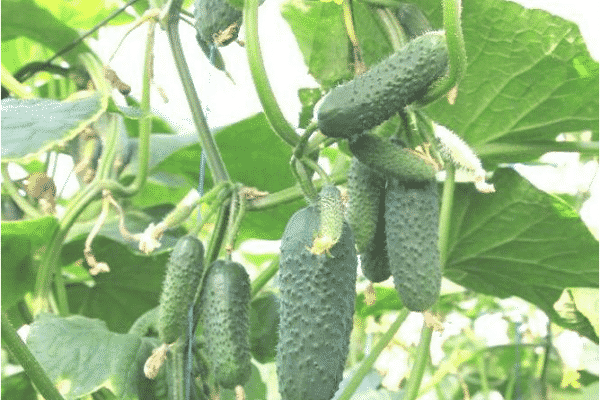 professionelle Gemüseanbauer