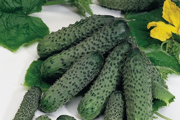 Eierstöcke und Triebe