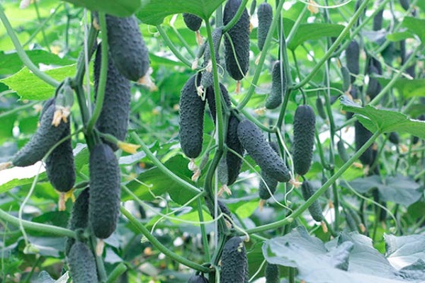 Brennen von Protokollen