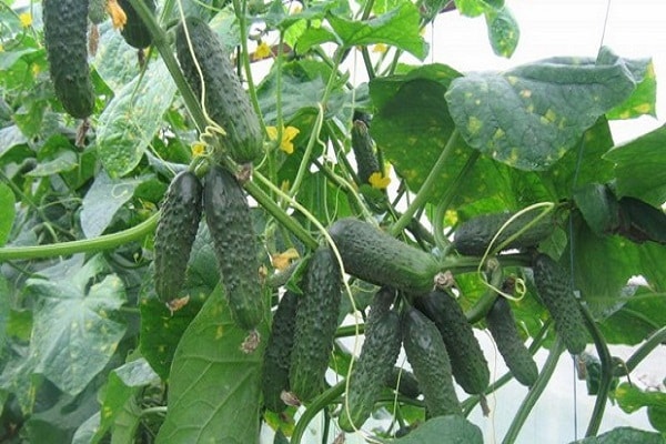 Krankheiten und Schädlinge