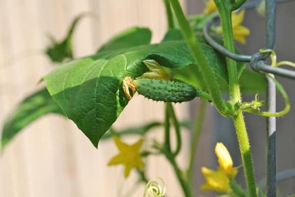 Samen werden eingetaucht