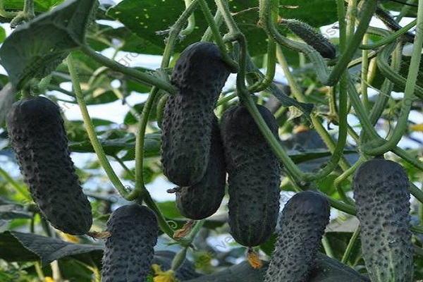 unprätentiöse Sorgfalt