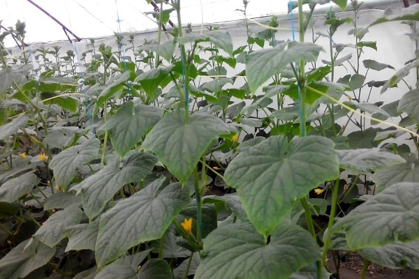 hausgemachte Früchte