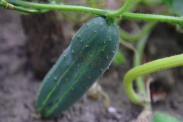 cucumber on a branch