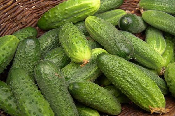 Früchte sind fertig