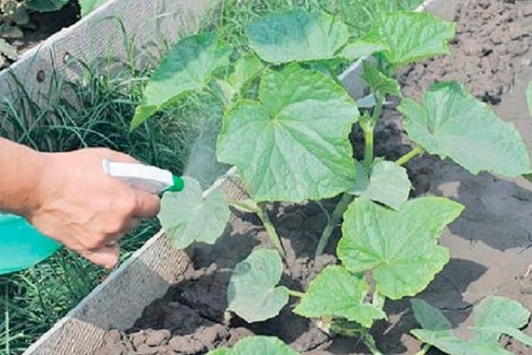 exigences de concombre