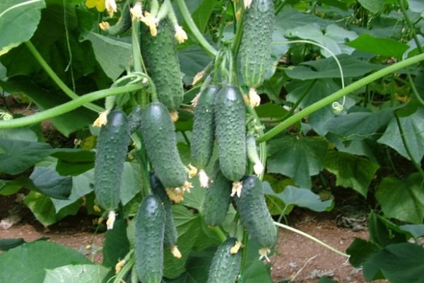 transportable Qualität