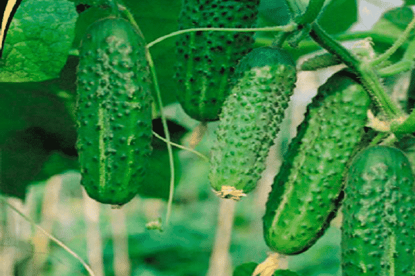 description des soins