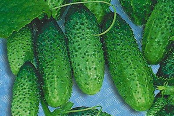 saison de croissance