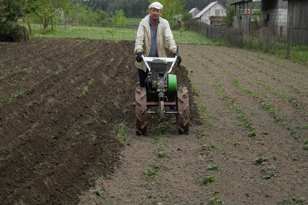 in der Nähe des Stiels