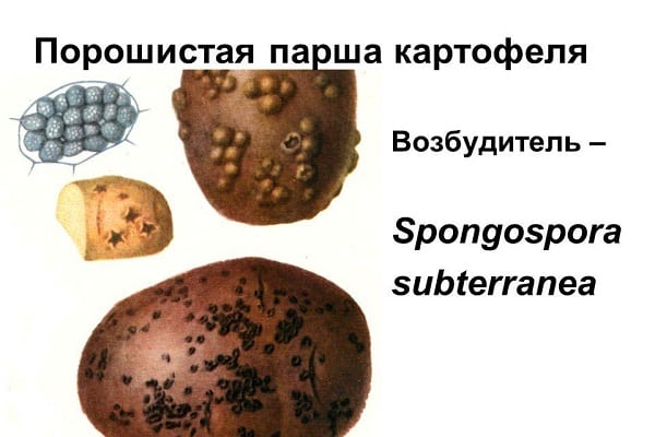 Schleimpilzinfektionen