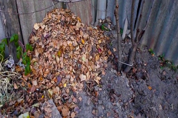 Humus bereitet sich vor