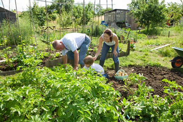 la famille plante des pommes de terre