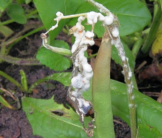 pourriture grise sur les concombres