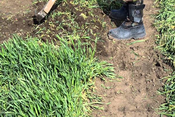 pommes de terre en automne