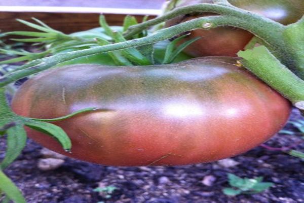 description de la tomate