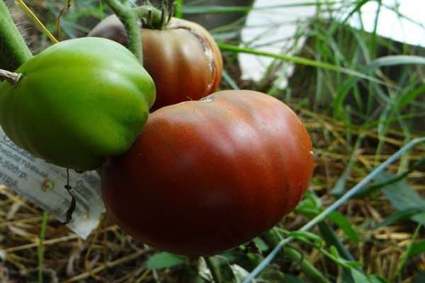 critiques de tomates