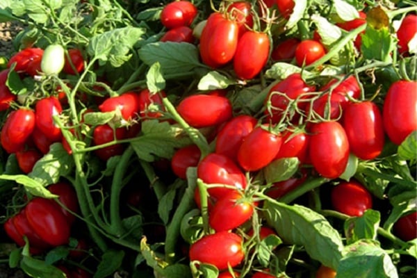 atterrir sur un terrain