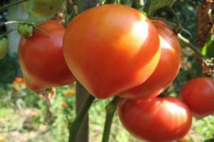 Description de la variété de tomate Soul of Siberia, ses caractéristiques et sa productivité