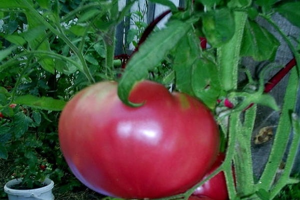 retour de la récolte