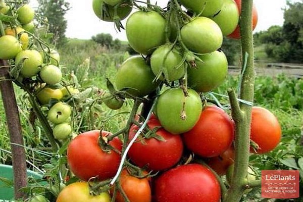 polyvalence d'utilisation